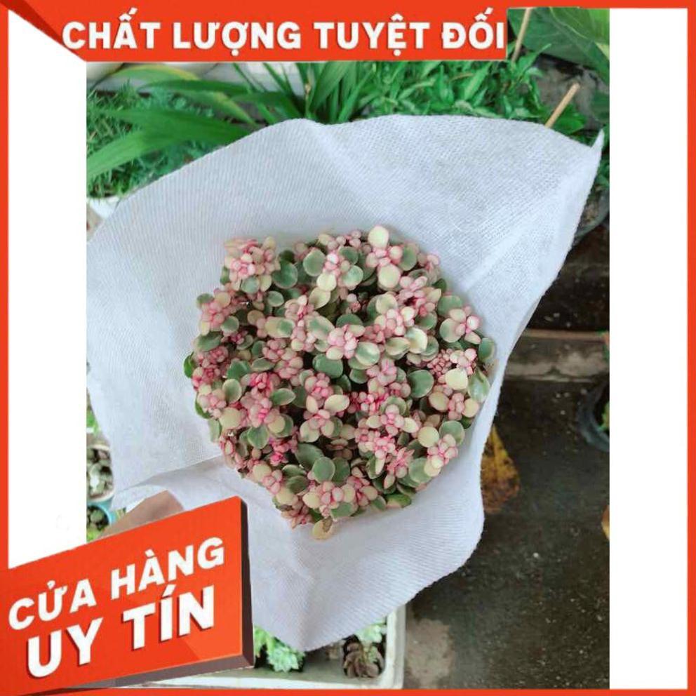 Đô la hồng Nhiều Người Mua