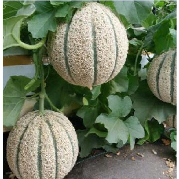 Combo 5 gói hạt giống dưa lưới vỏ sọc ruột cam -gói 10 hạt-tặng kèm gói phân bón lót