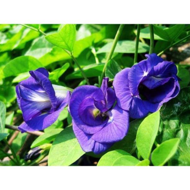 NGUYÊN CHẬU CÂY GIỐNG HOA ĐẬU BIẾC SIÊU ĐẸP SIÊU TỐT