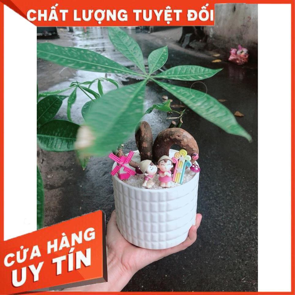 Chậu kim ngân nơ tiểu cảnh Nhiều Người Mua