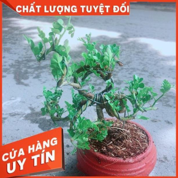 Chậu Cây Cần Thăng