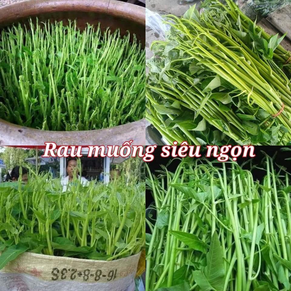 HẠT GIỐNG RAU MUỐNG CHÙM ( rau muống siêu ngọn)- gói 30gram