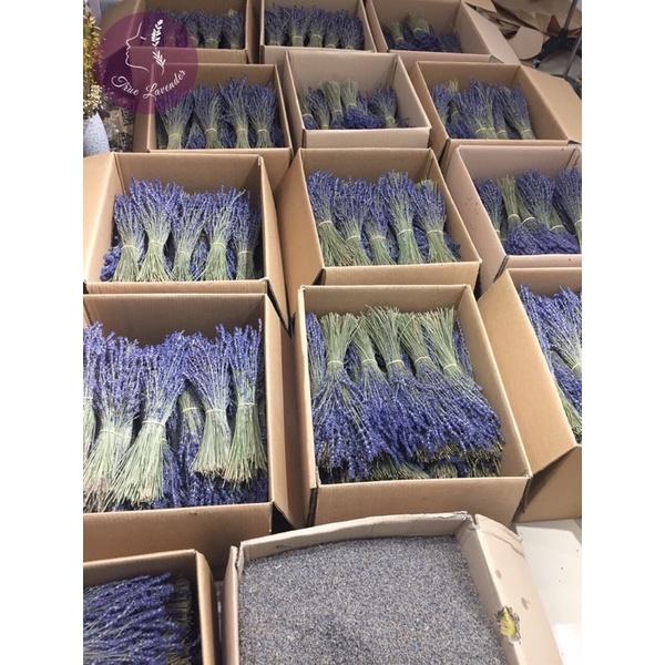 Hoa Oải Hương (Lavender)