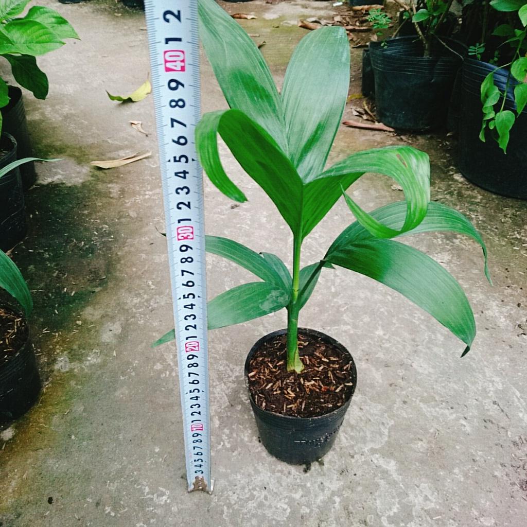 Cây Cau Hawai - cây cảnh trong nhà