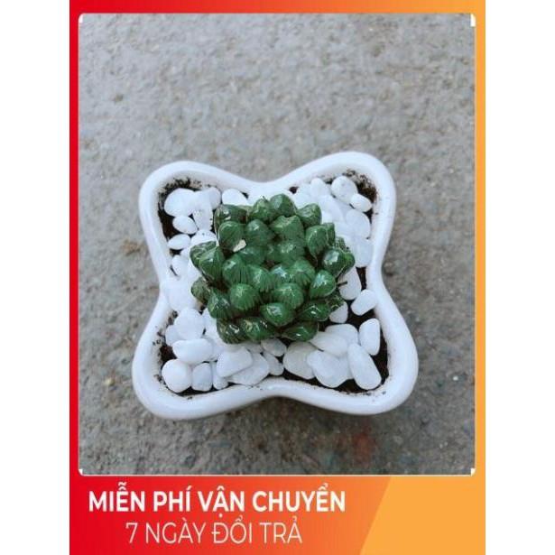 Chậu Kim Cương Xanh Lá