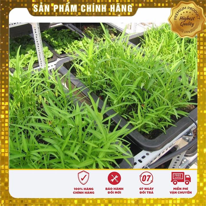 DEAL SỐC 1K hạt giống rau muống lá tre dễ trồng gói lẻ