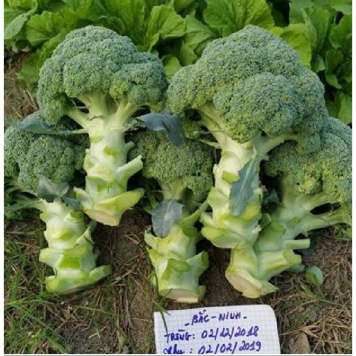 Bộ 5 gói Hạt Giống Súp Lơ Xanh Bông Cải Xanh-1 gói 30 hạt-tặng kèm 1 phân bón