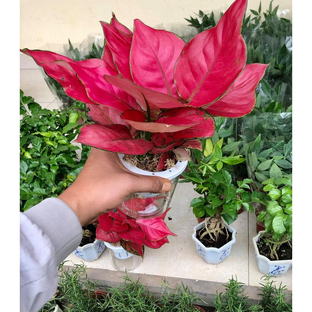 Cây vạn lộc đỏ thủy sinh