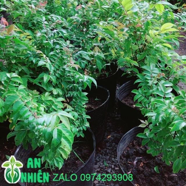 Cây Khế Cho Sai Trái