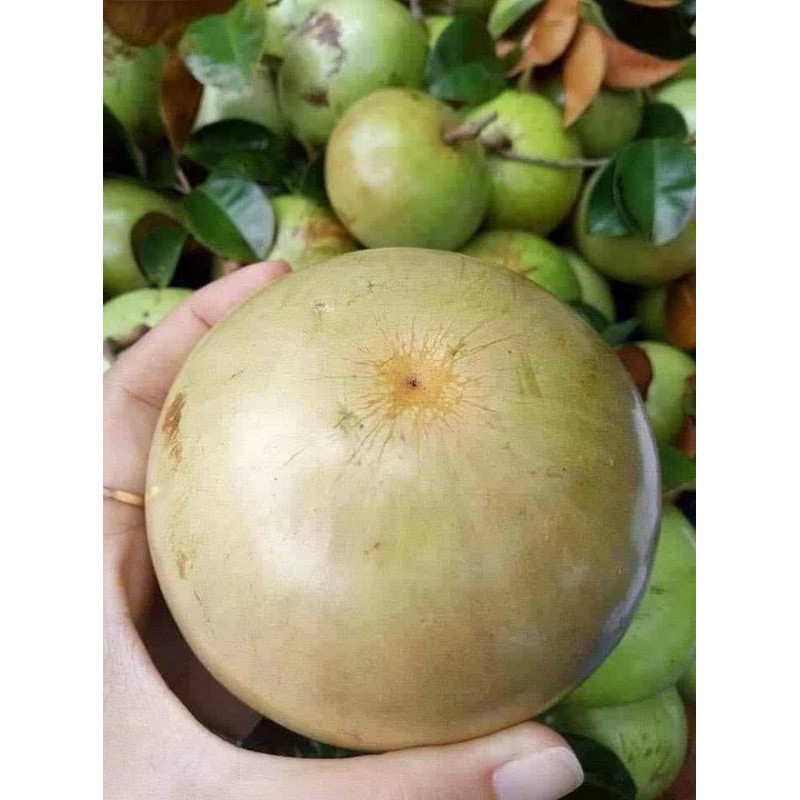 Cây giống Vú Sữa lò rèn giống .