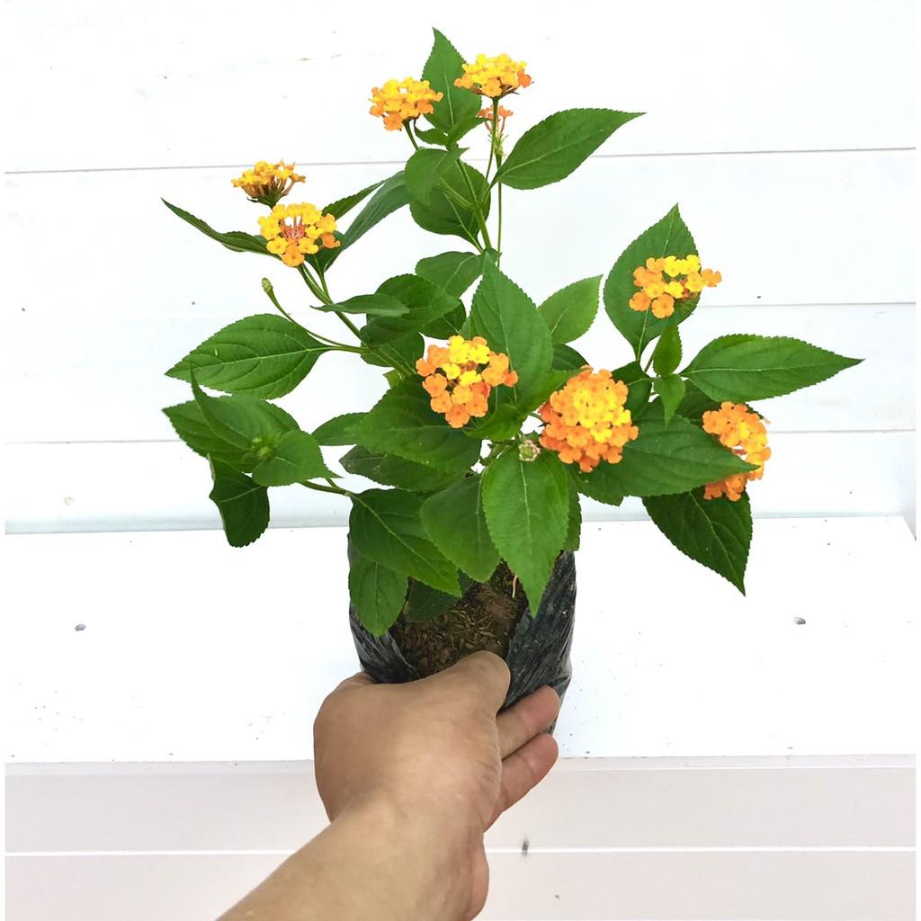Cây ngũ sắc