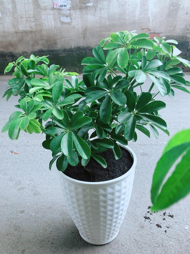 Chậu Cây Ngũ Gia Bì Size Đại