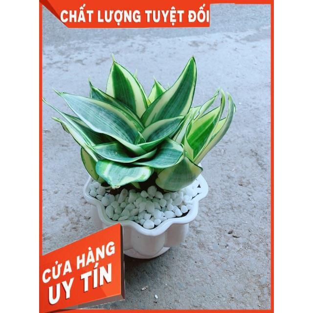 Chậu Lưỡi Hồ Thái Vàng