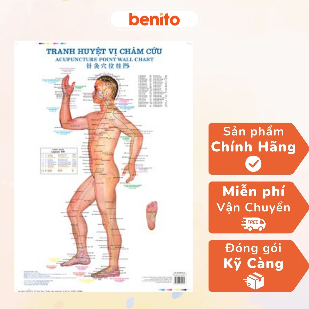 Benito - Sách - Tranh châm cứu (3 tờ) - NXB Y học