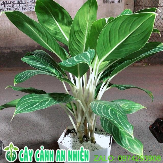 Chậu Cây Bạch Mã Hoàng Tử