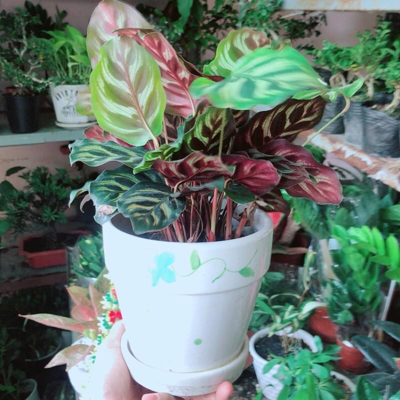 Chậu Cây Đuôi Công