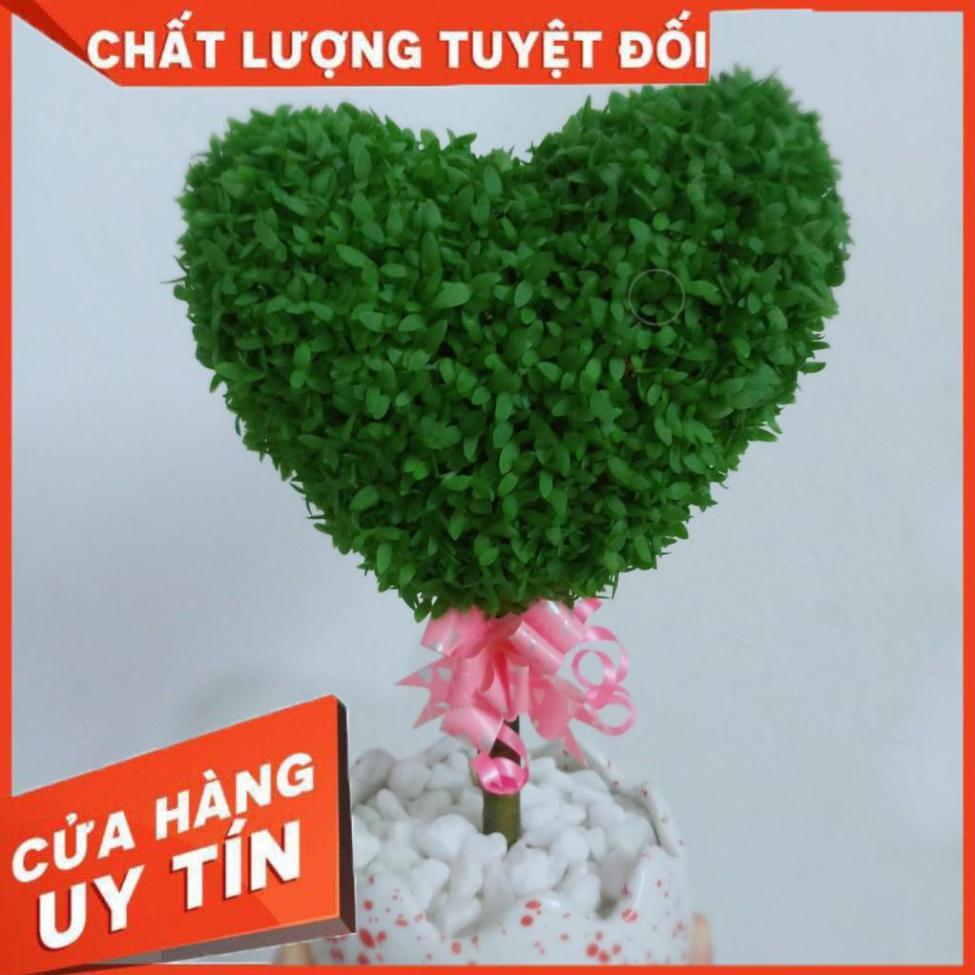 Chậu cây may mắn trái tim Nhiều Người Mua