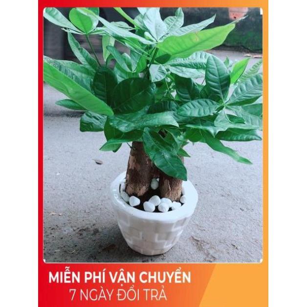 Chậu Kim Ngân 3 Thân Lớn