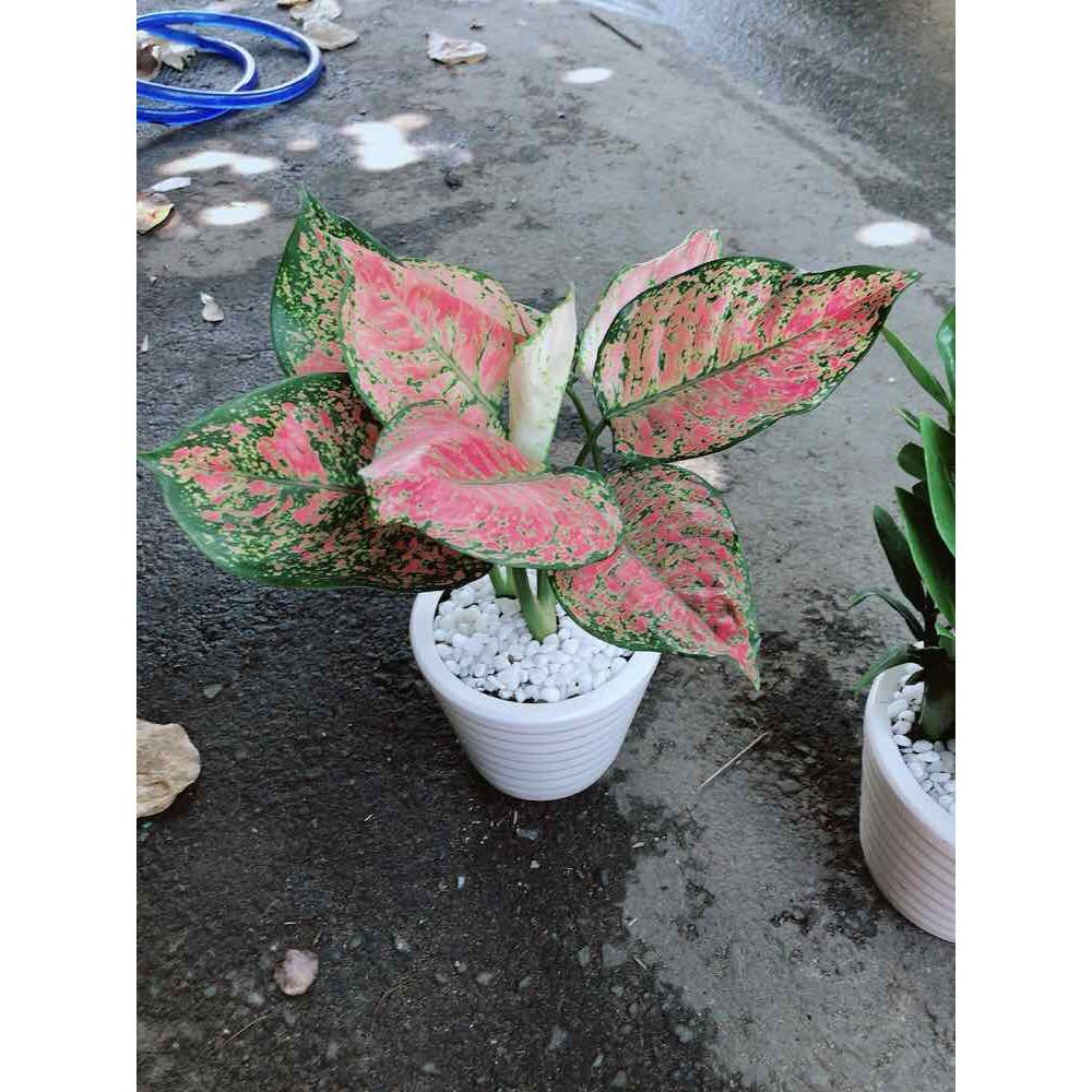 Chậu Vạn Lộc Bán Chạy