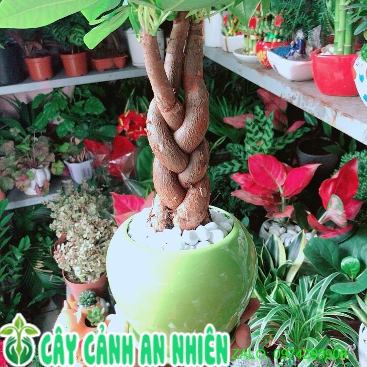 Chậu Cây Kim Ngân 3 Thân Thắt Bính