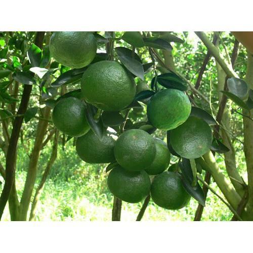 CÂY GIỐNG CAM SÀNH MIỀN NAM