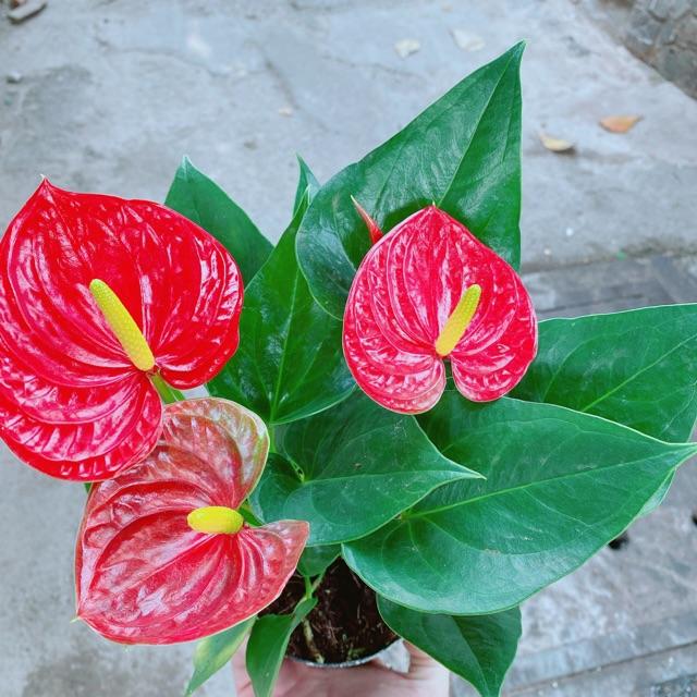 Cây Hồng Môn