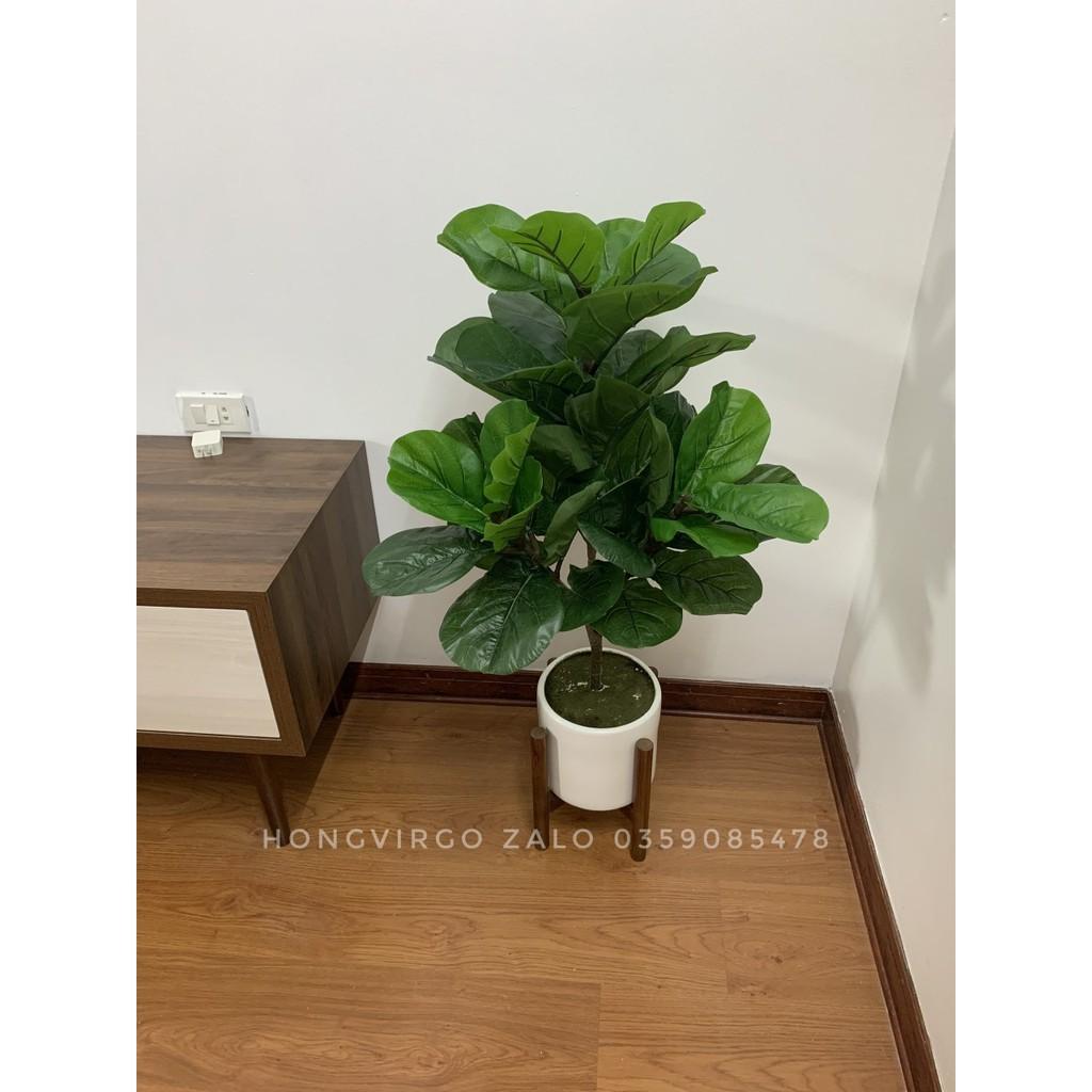 Cây Bàng Singapore Giả - Cây bàng Singapore cao 100cm 3 nhánh