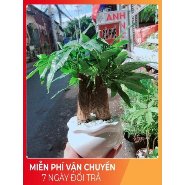 Chậu Kim Ngân 3 Thân