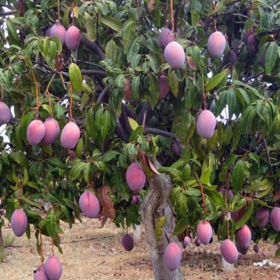 Cây giống xoài tím, cây xoài tím 8 tháng ra quả