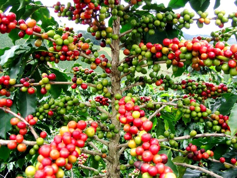 Cây Cà Phê ARABICA Giống Chuẩn