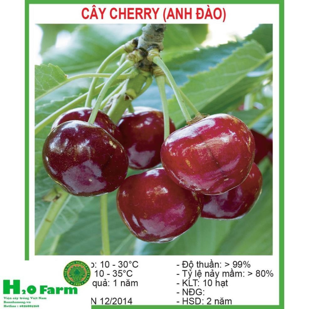 Hạt giống cherry anh đào - Giống Chuẩn Bảo Hành 6 Tháng + Tặng 01 cây dâu da đất