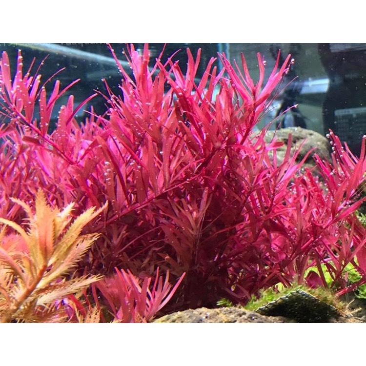 Cây Vảy Ốc Rotala 14 ngọn - Cây Thuỷ Sinh Cắt Cắm