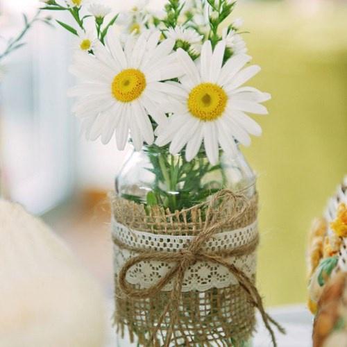 Combo 2 gói Hạt giống hoa cúc họa mi trắng-gói 50 hạt-tặng kèm gói phân bón lót