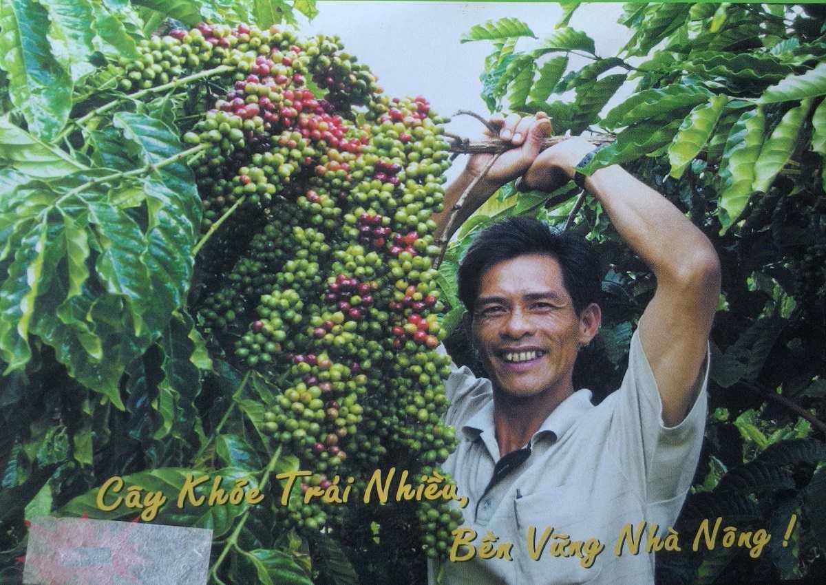 1 KG HẠT GIỐNG CÀ PHÊ XANH LÙN