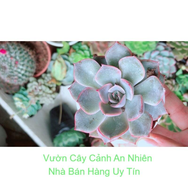 Sen Đá Nhỏ
