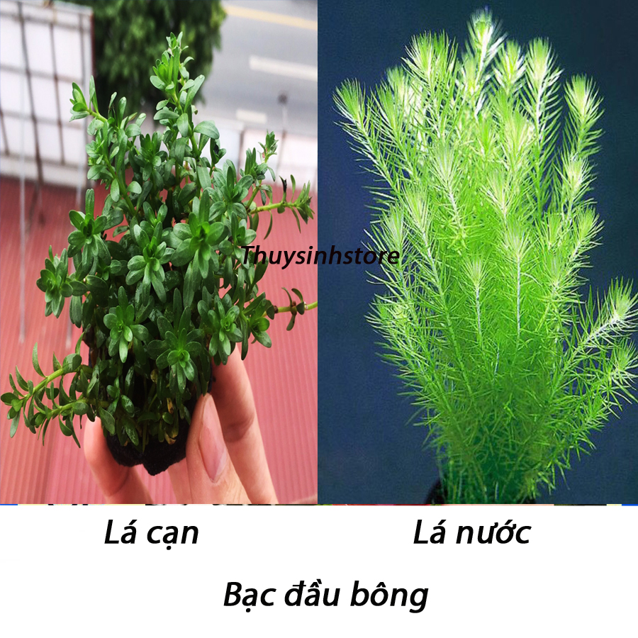 Cây Thủy Sinh Bạc Đầu Bông 15 -20 ngọn ( lá cạn )