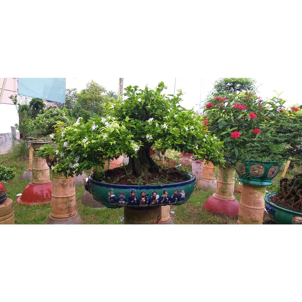 Cây nguyệt quế hoa trắng - Thơm xanh quanh năm