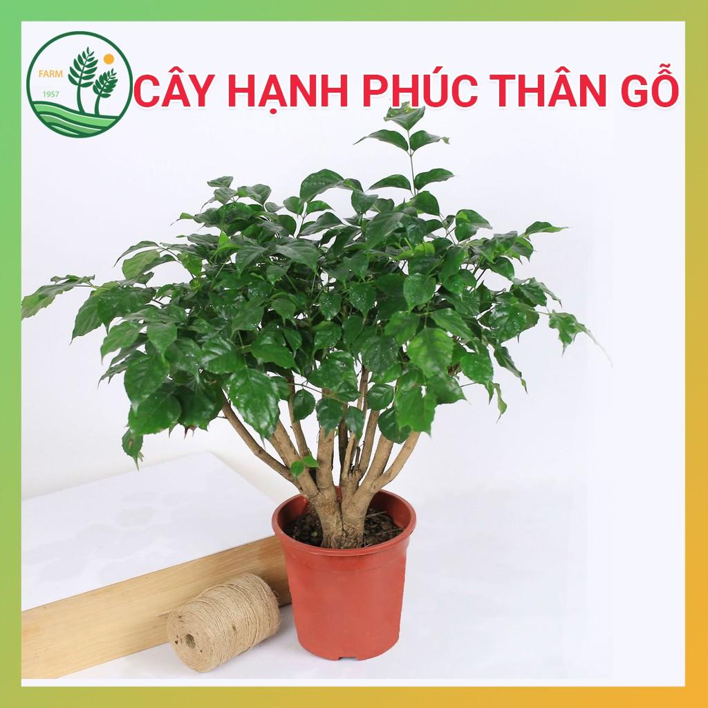 Cây Hạnh Phúc Thân Gỗ