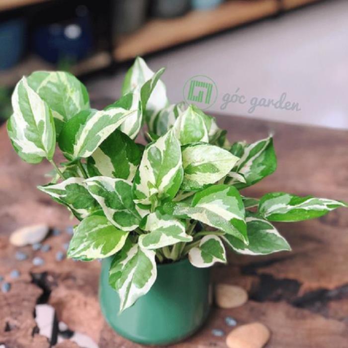 Chậu cây trầu bà cẩm thạch giá rẻ