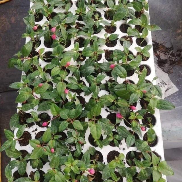 Cây giống hoa lồng đèn