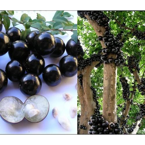 CÂY GIỐNG NHO TỨ QUÝ BRAZIL NHẬP KHẨU - CGNTQ
