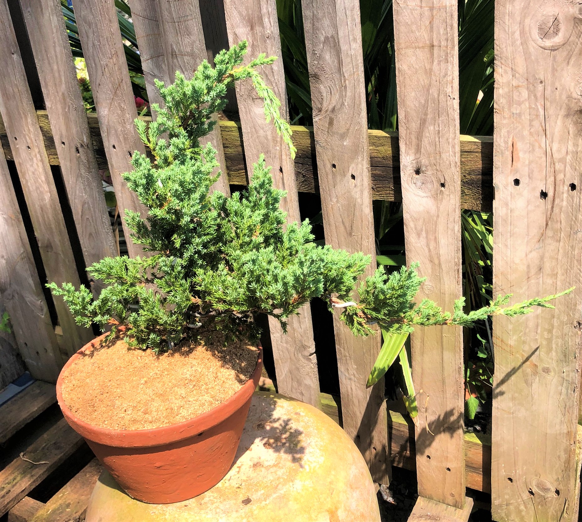 Chậu đất nung cây Ngoạ Tùng dáng Bonsai trồng nơi có nhiều nắng
