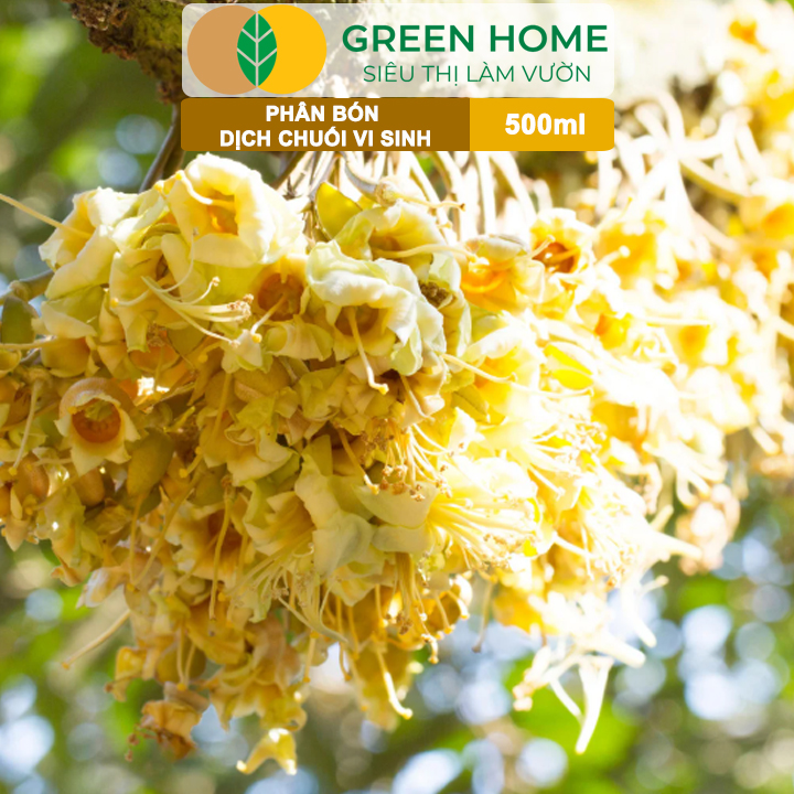 Dịch Chuối Vi Sinh HK GreenHome, Chai 500ml, Vàng Cơm, Tạo Ngọt, Ra Hoa, Bóng Trái, Đậu Trái Mạnh