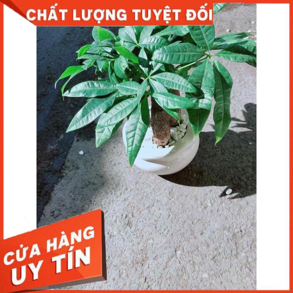 Chậu Kim Ngân 3 Thân Nhiều Người Mua