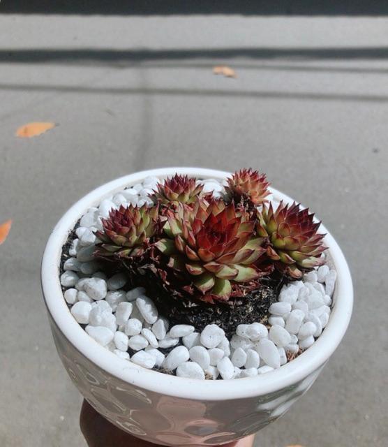 Chậu Sen Phật Bà Đỏ