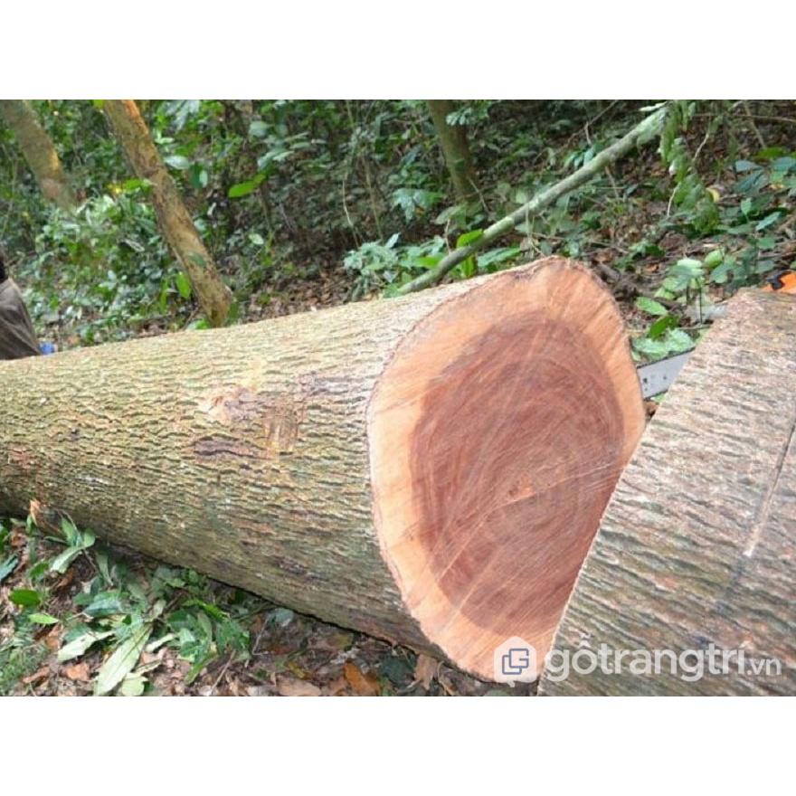 CÂY GIỐNG CÂY XOAN.