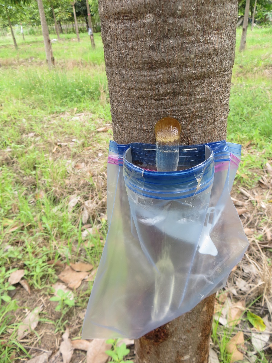 MỦ TRÔM SẠCH 500GR