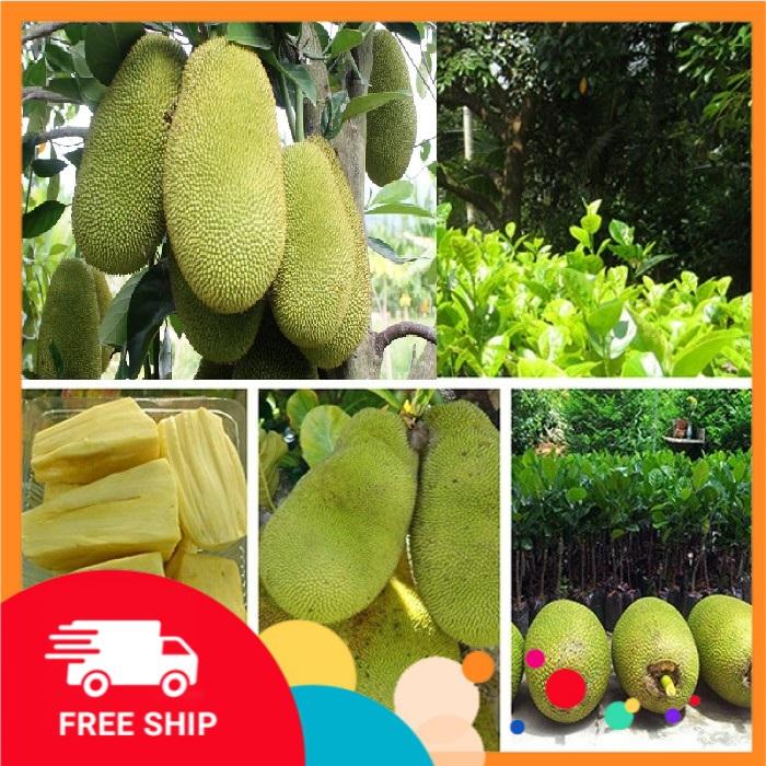 Cây MÍT KHÔNG HẠT CHẤT LƯỢNG UY TÍN