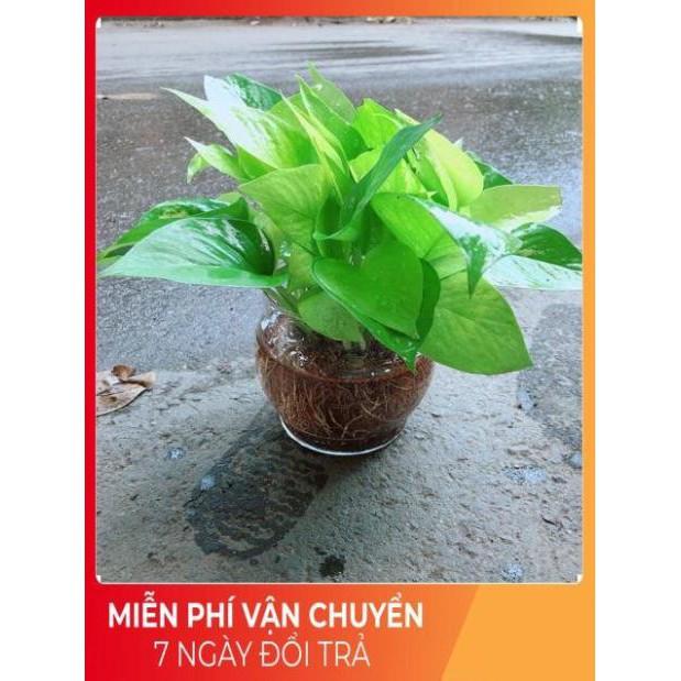 Trầu Bà Thái Vàng Trồng Thuỷ Sinh