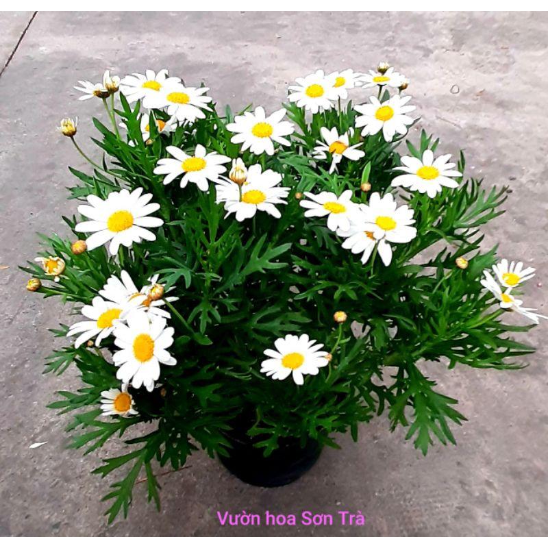 CÚC HỌA MI, đang hoa trắng, đỏ, hồng và vàng- bầu to cây lớn trưởng thành